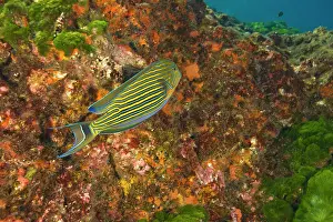 Surgeonfish: Lined Surgeonfish (Acanthurus lineatus)