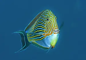 Vent: Lined surgeonfish (Acanthurus lineatus) in blue