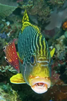 Cleaned: Lined sweetlip fish is being cleaned by