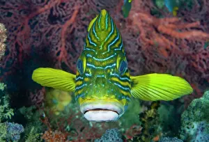 Misool: Lined sweetlip fish (Plectorhinchus) amid