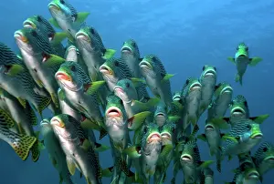 Sweetlips: Lined Sweetlips - shoal