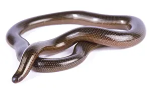 Ghana: Lineolate blind snake (Afrotyphlopinae lineolatus)