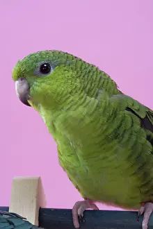 Catherine: Lineolated Parakeet