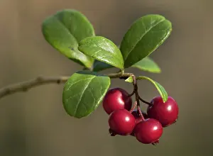 Idaea: Lingonberry
