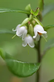 Asteridae: Lingonberry
