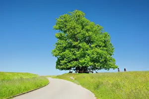 Bicycle: Linn lime tree, large ancient lime tree stands lonely