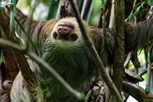 Didactylus: Linnaeus's two-toed sloth (Choloepus didactylus)