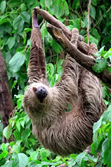 Didactylus: Linnaeus's two-toed sloth (Choloepus didactylus)