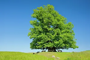 Seating: Linner Lime tree, large ancient lime tree stands