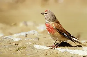 Linnet: Linnet