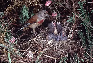 Begging: LINNET - Adult at nest, with young