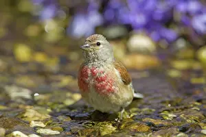 Linnet: Linnet bathing male