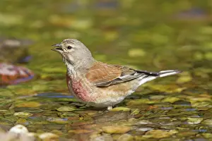 Linnet: Linnet bathing male