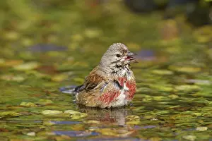 Linnet: Linnet bathing male