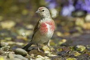 Linnet: Linnet bathing male