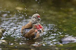 Linnet: Linnet - bathing male - Germany