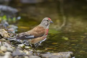 Linnet: Linnet - bathing male - Germany