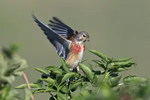 Carduelis: Linnet (Carduelis cannabina) male perched on branch