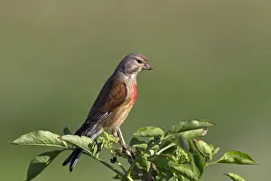 Carduelis: Linnet (Carduelis cannabina) male perched on branch