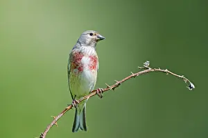 Linnet: Linnet (Carduelis cannabina) resting on a Rubes