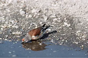 Maureen Brown: LINNET - drinking