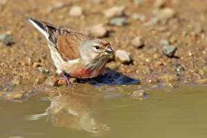 Linnet: Linnet - drinking at puddle