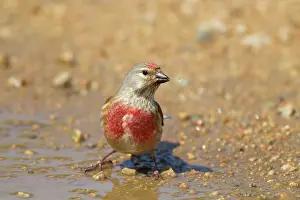 Linnet: Linnet - drinking at puddle