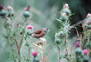 Nancy Jennings: LINNET - feeding