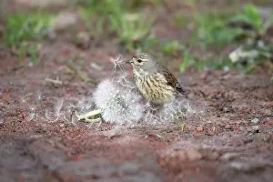Linnet: Linnet - female feeding on Dandelion seeds