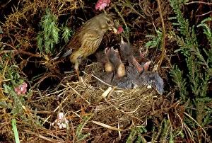 Linnet: Linnet - female at nest feeding young