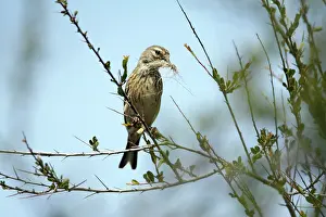 Linnet: Linnet - female with nest material in beak