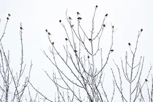Linnet: Linnet - flock perched on bare tree in winter