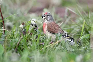 Linnet: Linnet - male feeding on Dandelion seeds