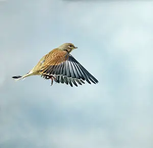 Linnet: Linnet - Male in flight side view wings down winter plumage