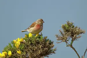 Gorse: Linnet - male on Gorse bush in Spring
