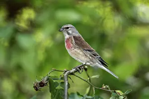 Linnet: Linnet - male perched on briar
