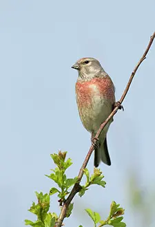Linnet: Linnet - male perched highup on Hawthorn bush in