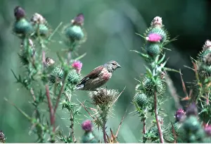 Nancy Jennings: LINNET - male, sitting on thistle