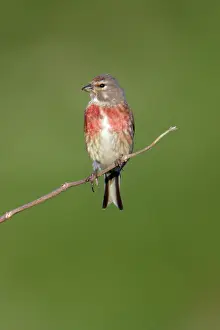 Linnet: Linnet - Male sitting on twig