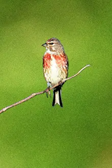 Linnet: Linnet - Male sitting on twig