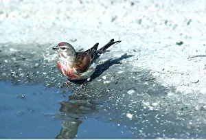 Maureen Brown: LINNET - male, standing at edge of water
