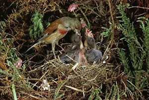 Linnet: Linnet - At nest feeding young