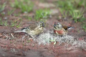 Linnet: Linnet - pair feeding on Dandelion seeds