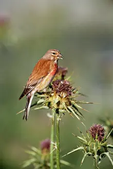Linnet: LINNET - on thistle