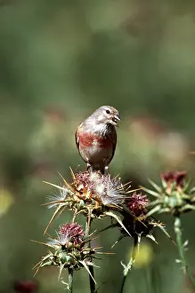 Linnet: LINNET - on thistle calling