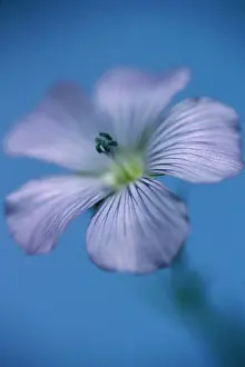 Linseed: Linseed