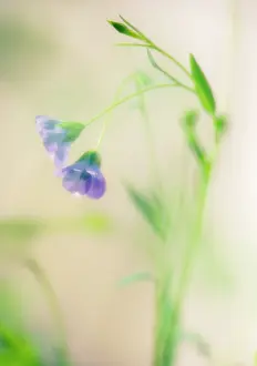 Weak: Linseed