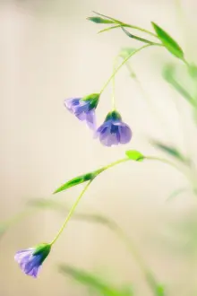 Weak: Linseed