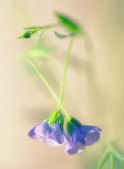 Nurturing: Linseed