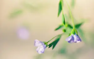 Linseed: Linseed